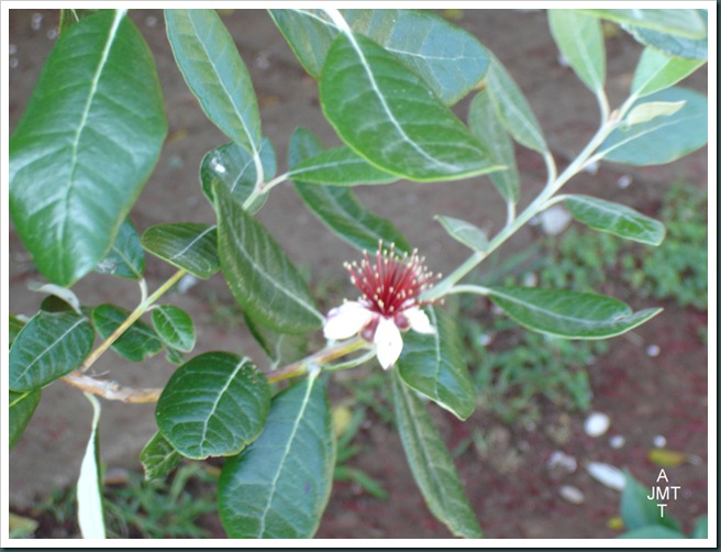 DSC05297W1-feijoa-sellowiana (ananas goyave, faux goyavier) F myrtaceae BW