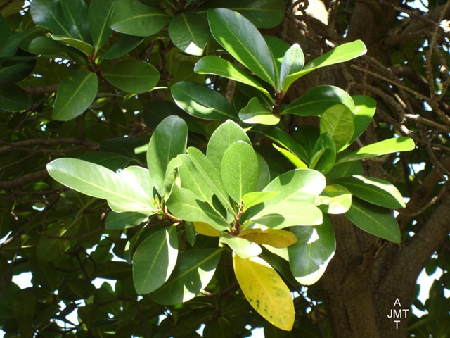 [DSC05304W1-corynocarpus-laevigata BW[4].jpg]