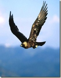 aguila