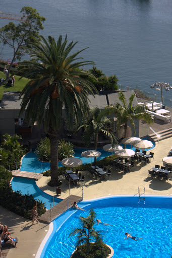 funchal palmier