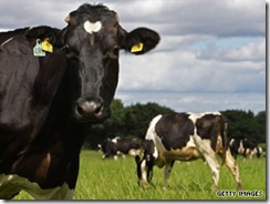 TramplingCows