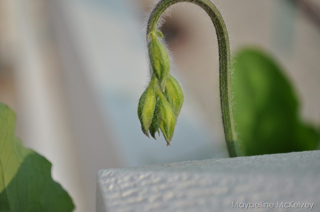 [DSC_1273_3130[6].jpg]