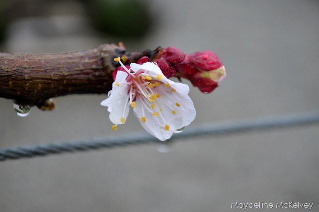 [DSC_1348_3210[6].jpg]