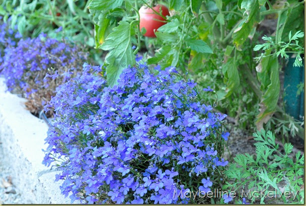 Лобелия хрустальный дворец фото - DelaDom.ru