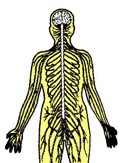  The Human Nervous System