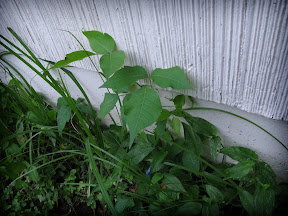 Not satisfied with trees and brambles, it climbs the very house I live in.  Evil!