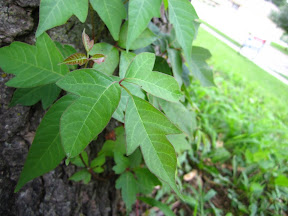 The undeniable presence of more of the noxious weed!  More "Death in a Bottle" MUST be obtained!  This cannot be allowed!!