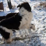 2009-12-12 snow pups-10.jpg