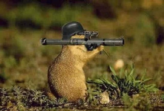 [squirrl gun[5].jpg]