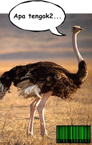 [ostrich7.jpg]