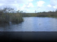 enpat_marsh