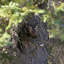 American Marten