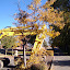 Tree destroyed by construction vehicle also fully blocking bike lane on north campus (south and north bound lanes.)
