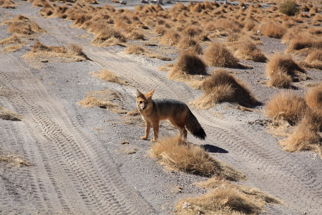 Перу и Боливия в июне 2009: небольшой отчет с картинками