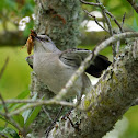 Northern Mockingbird