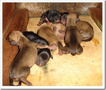 cachorros II alterado cachorros II alterado