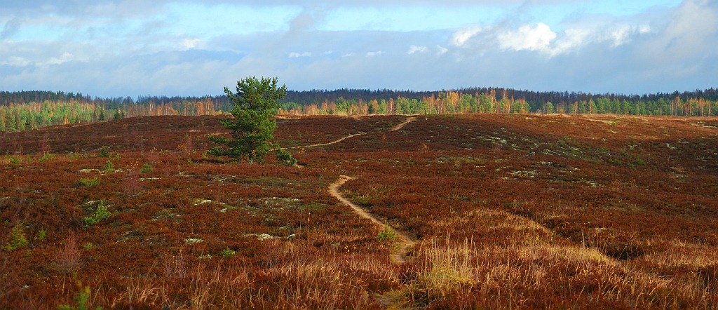 [DSC_7087_väike.jpg]