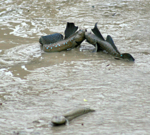 Mudskippers