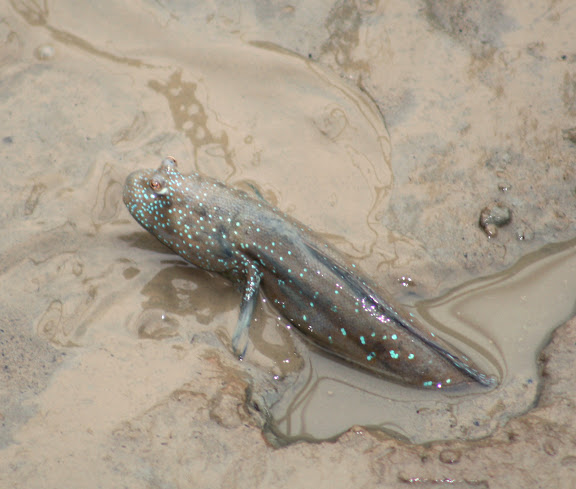 Mudskipper resting in Mud