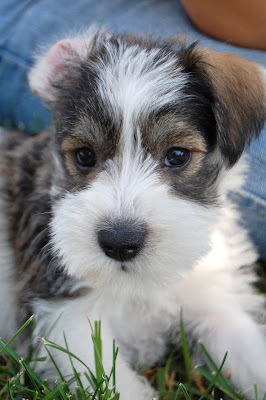 The floppy ears always gets me!