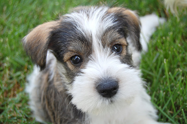 That face is just as precious as Mauis!