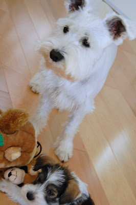 Maui and Hilo hanging out together with that squirrel toy.