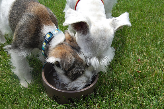 We always make sure theres adequate water for them to drink.