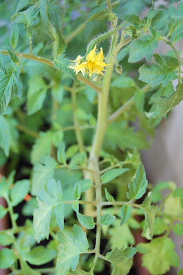 Tomatoes!