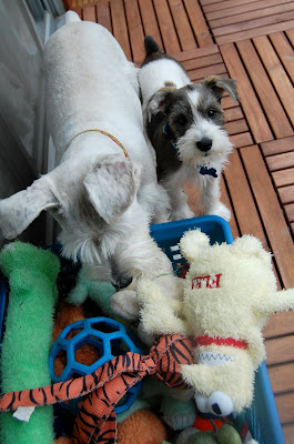 Hilo: We decided to come out here and play instead.
