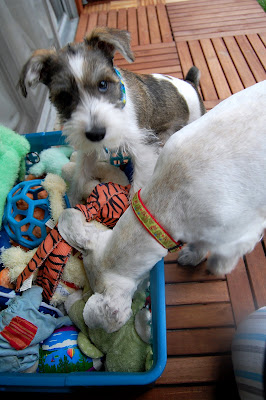 Hilo: Get out of here, Mom! Maui and I have this under control.