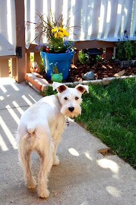What?! I had to teach Hilo how to bark at them (squirrels and birds).