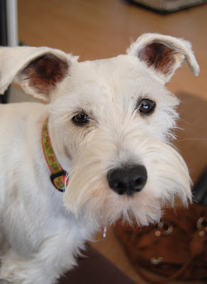 Woof! I love the weekends! Time to party! Woof!
