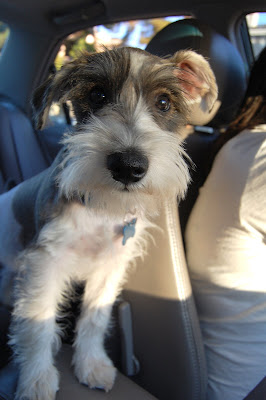On the way to the park, Hilo wished he could be co-pilot.