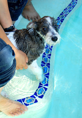 I really want to learn how to swim. Please teach me.