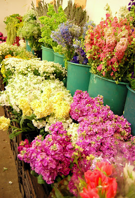 Trying to figure out my combination of flowers.