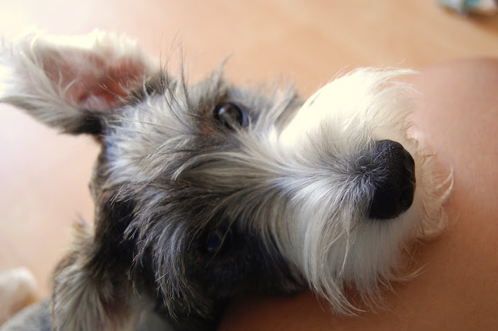 Arent I adorable?! I deserve more toys and treats!