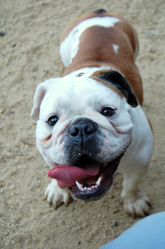 Chloe enjoyed the dog park. Dont you just love her smile?!