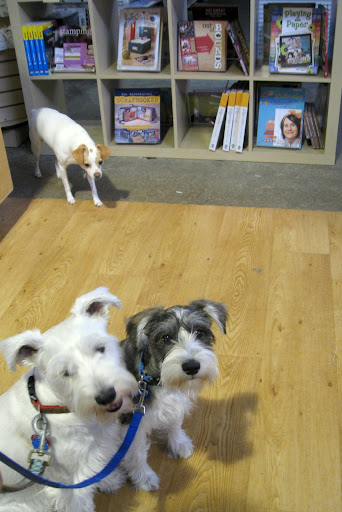 Heres their new friend - one of the employees dogs!