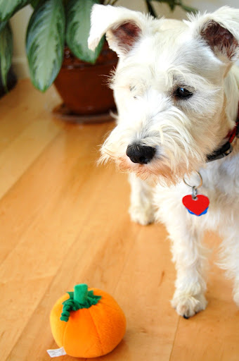 Hilo, bet you cant steal this pumpkin from me!
