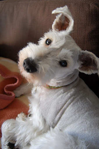 Check out my new hairdo. I just got my hair cut!