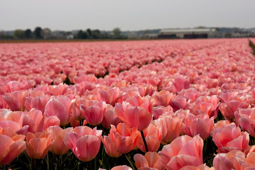  &ndash; Tulpen Noordwijkerhout<br />
29-04-2010