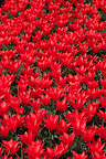  &ndash; Tulpen Noordwijkerhout
29-04-2010