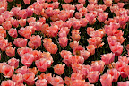  &ndash; Tulpen Noordwijkerhout
29-04-2010