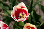  &ndash; Tulpen Noordwijkerhout
29-04-2010