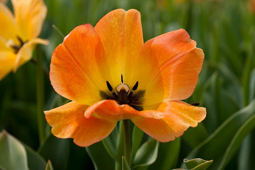  &ndash; Tulpen Noordwijkerhout<br />
29-04-2010