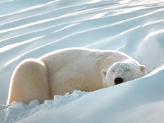 polarbearsleeping