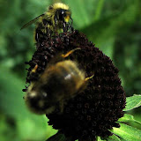 IMG_0991_crop.jpg