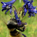 IMG_1007_crop.jpg