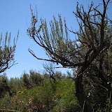 IMG_0917_sm.jpg