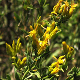 IMG_0922_crop_sm.jpg